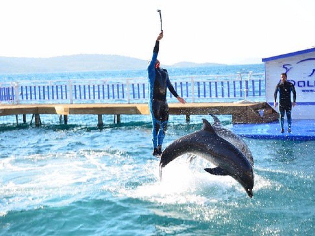 Bodrum Dolphin Park Yunuslar ile Yüzme