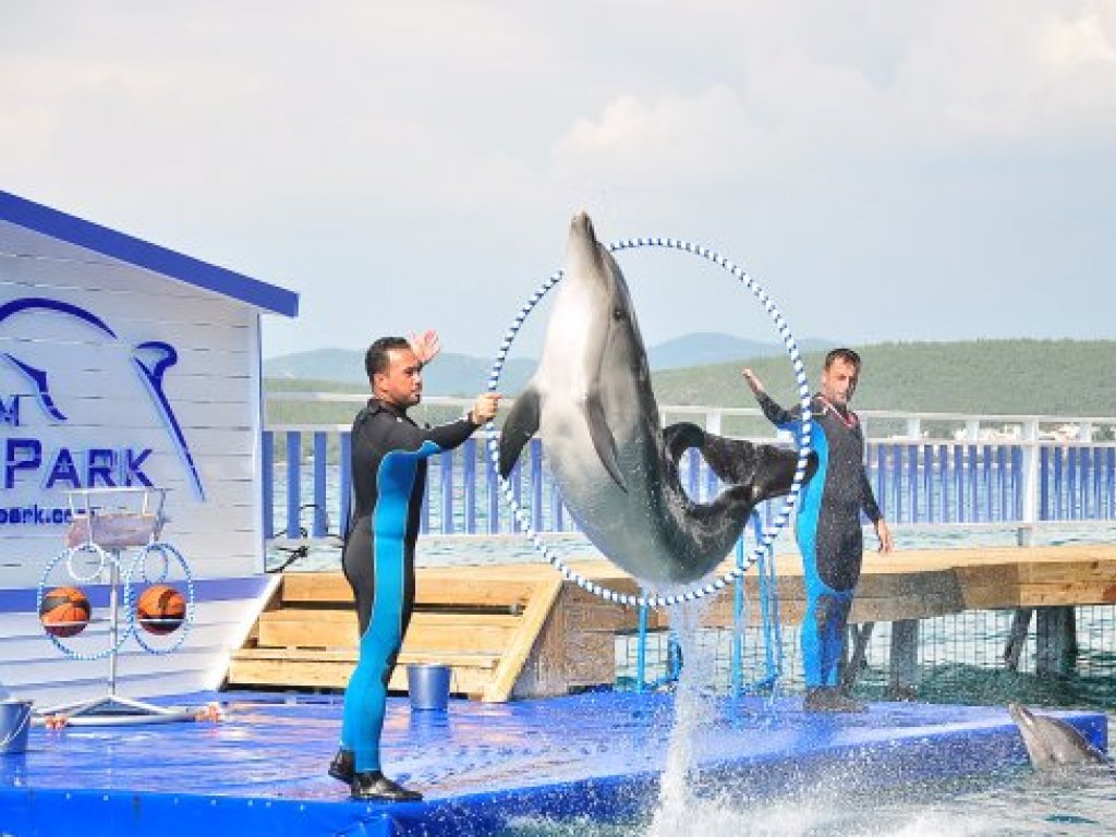 Bodrum Dolphin Park Yunuslar ile Yüzme