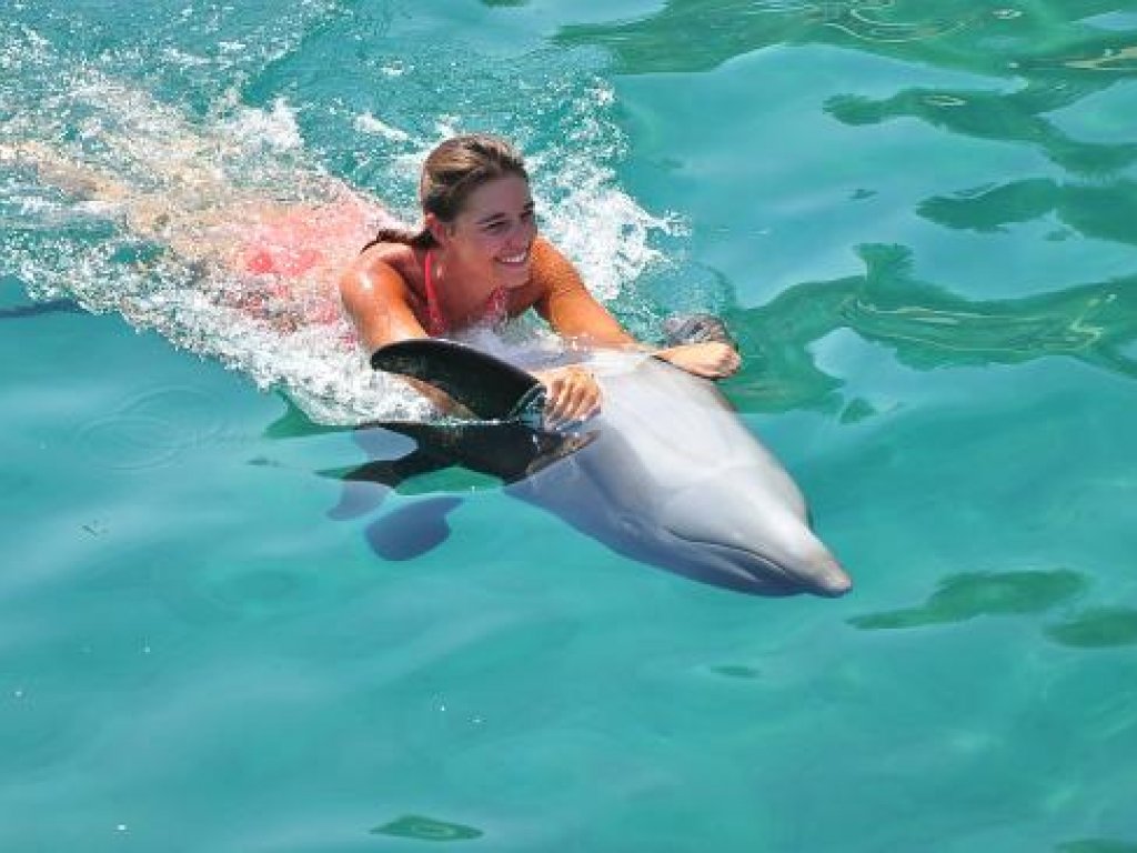 Bodrum Dolphin Park Yunuslar ile Yüzme