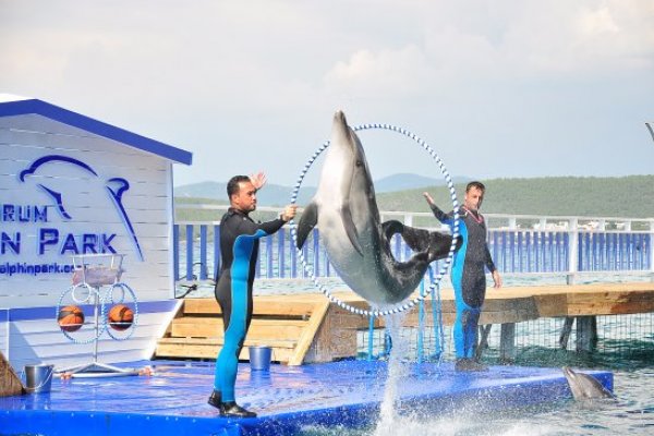 Bodrum Dolphin Park Yunuslar ile Yüzme