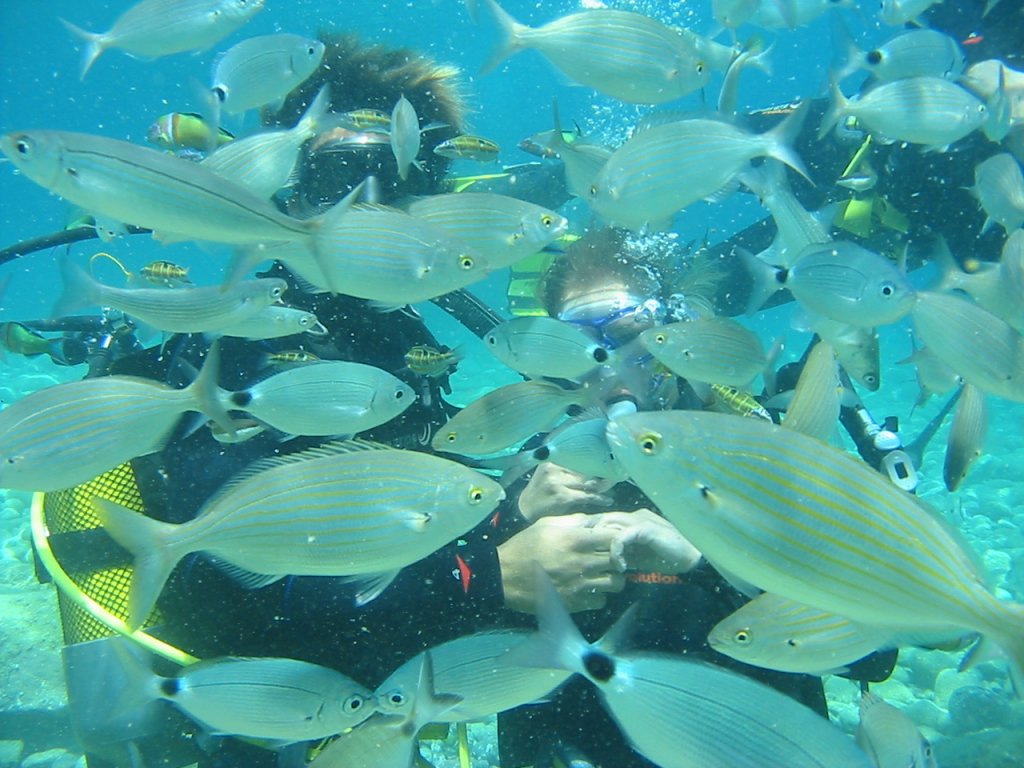 Bodrum Aquarium Bay Daily Boat Trip 