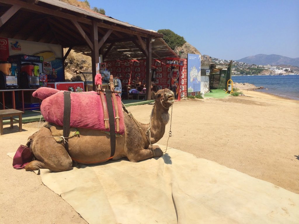 Bodrum Aquarium Bay Daily Boat Trip 