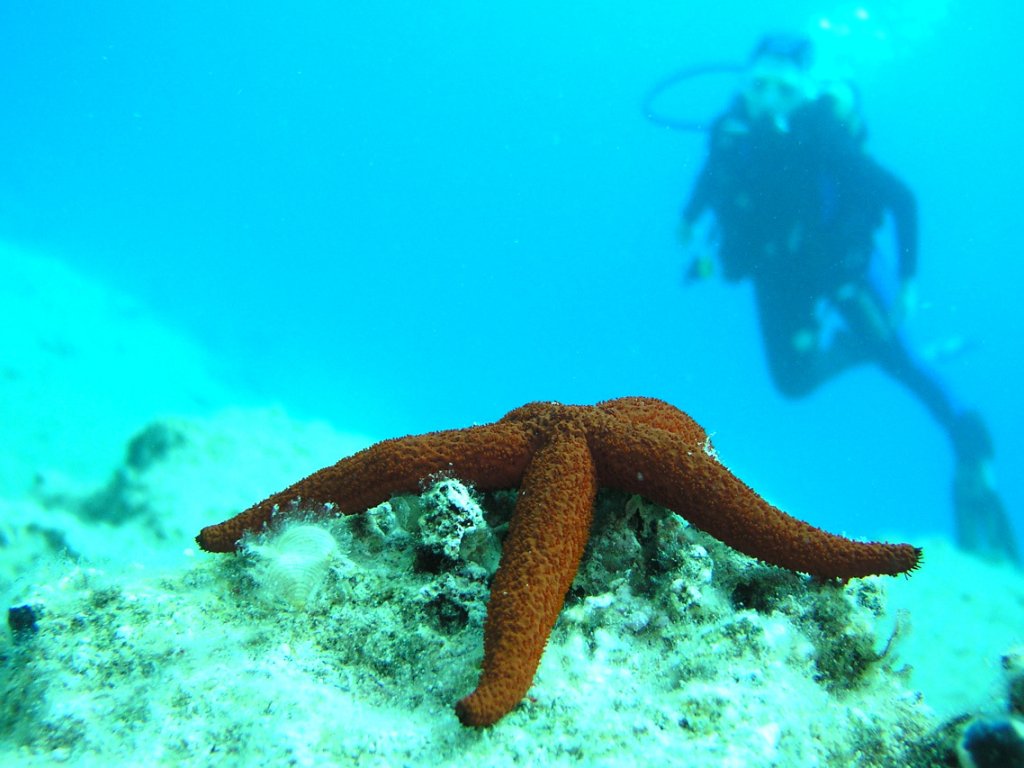 Bodrum Dalış Turu