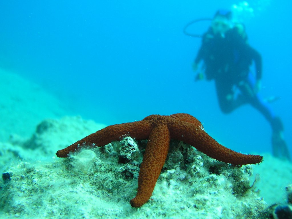 Bodrum Diving Tour