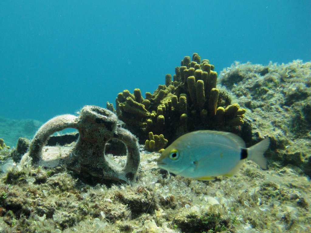 Bodrum Dalış Turu