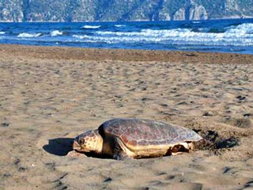 Bodrum Çıkışlı Dalyan Turu