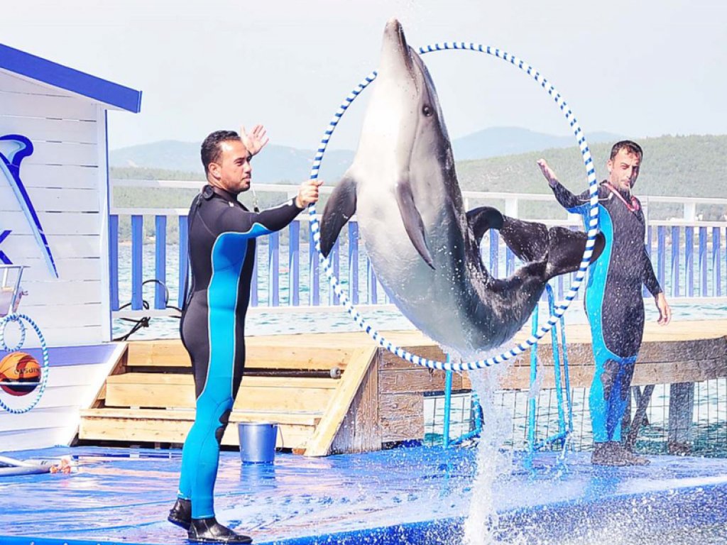 Bodrum Dolphin Park Dolphin Show