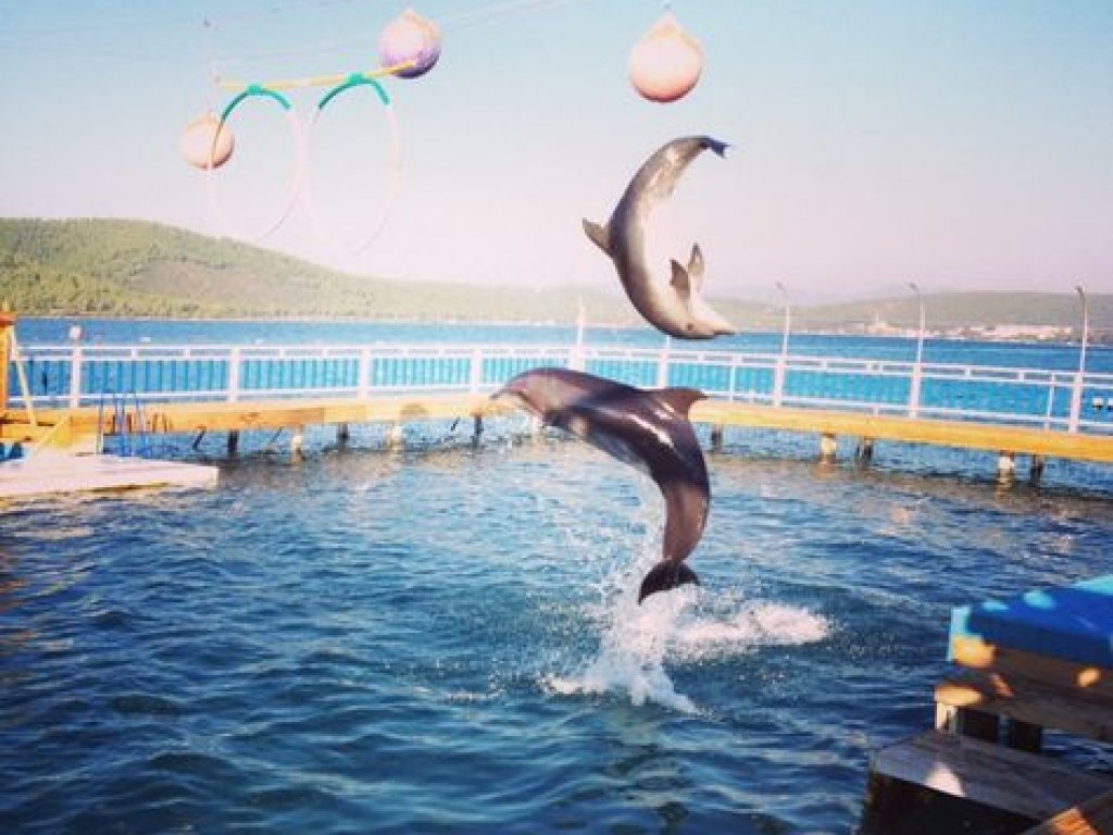 Bodrum Dolphin Park Dolphin Show