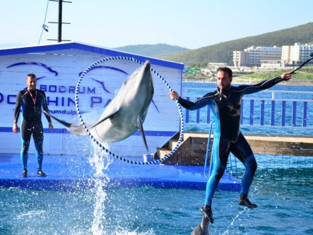 Bodrum Dolphin Park Yunus Show