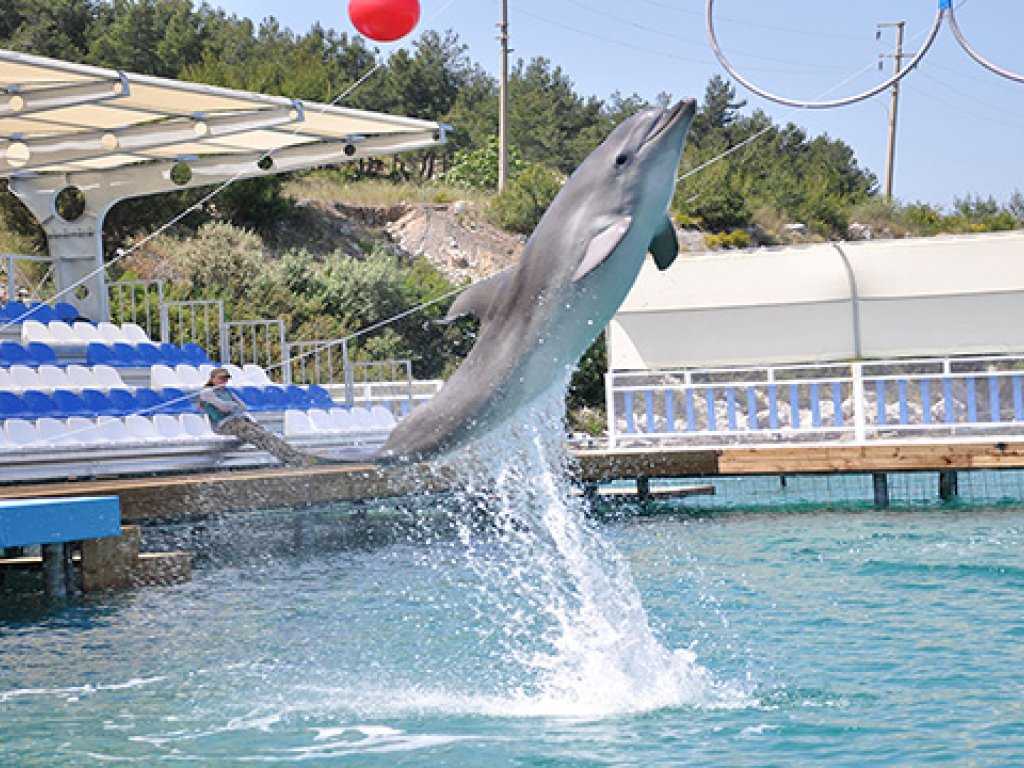 Bodrum Dolphin Park Dolphin Show