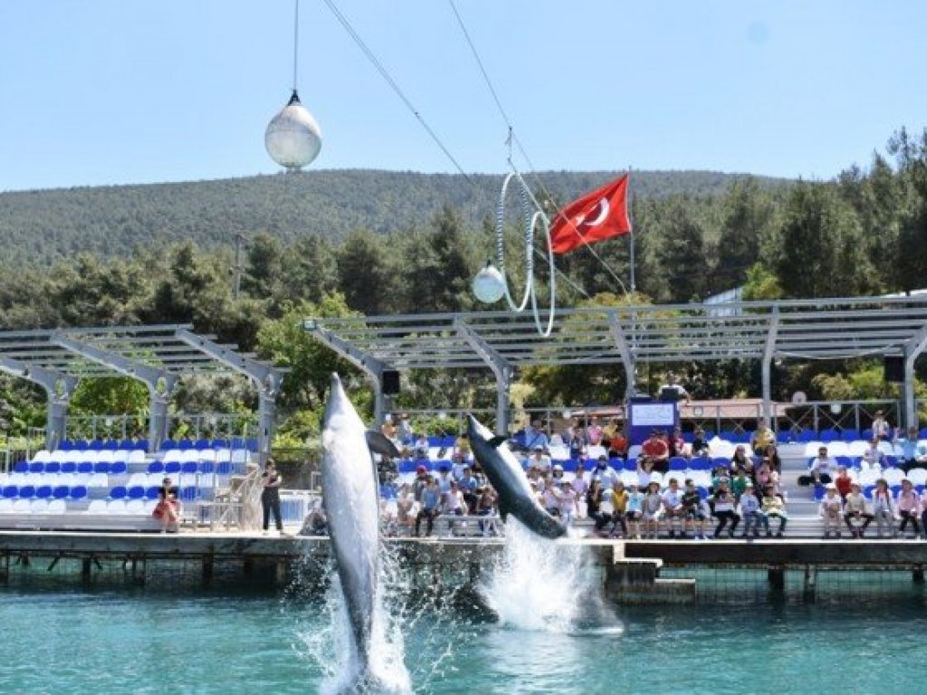 Bodrum Dolphin Park Dolphin Show