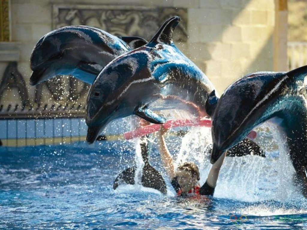 Bodrum Dolphin Park Dolphin Show